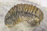 Flying Hollardops Trilobite With Gerastos - Orange Eye Facets #383223-6